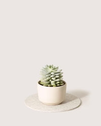 Medium Round Wool Felt Trivets